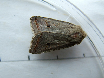Red-line Quaker